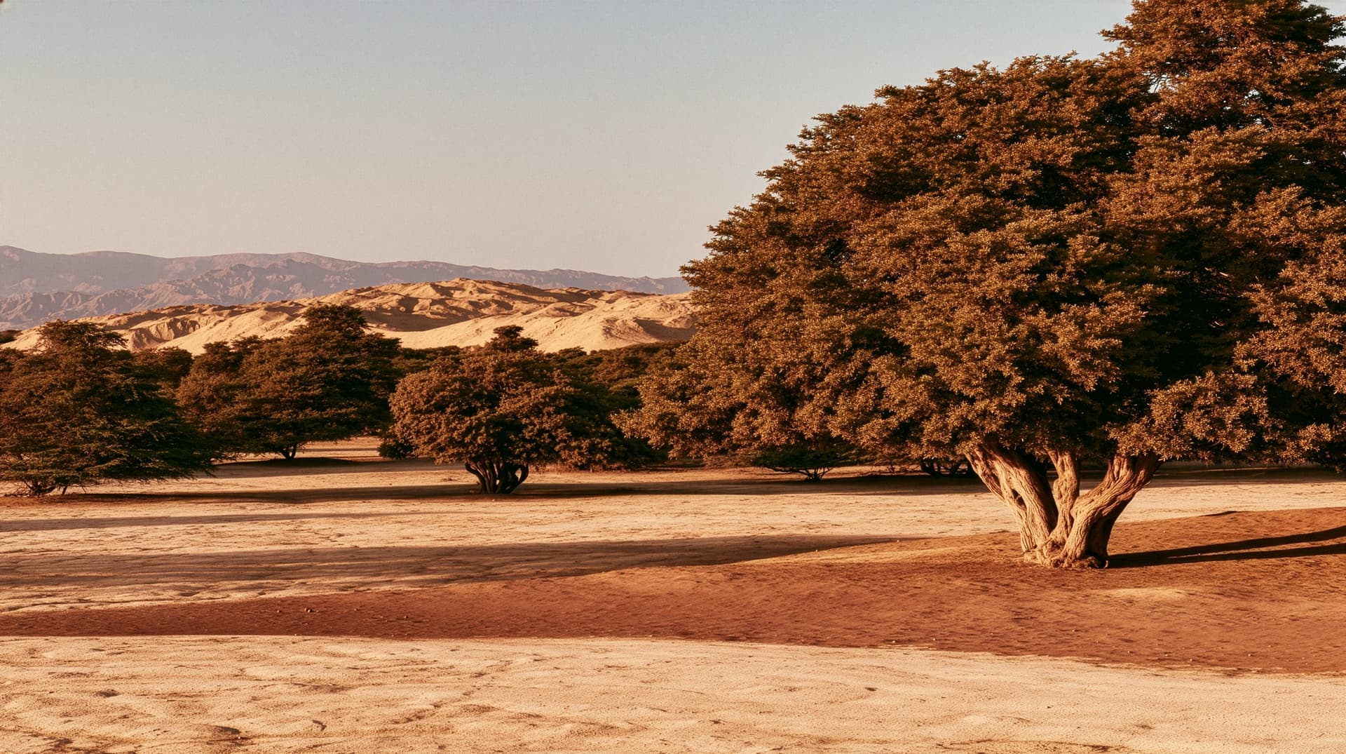The bosque seco of Piura, dry forest meeting sand dunes