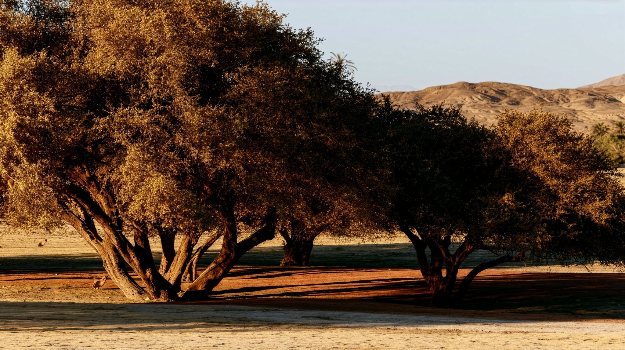 Algarrobos at golden hour in the bosque seco