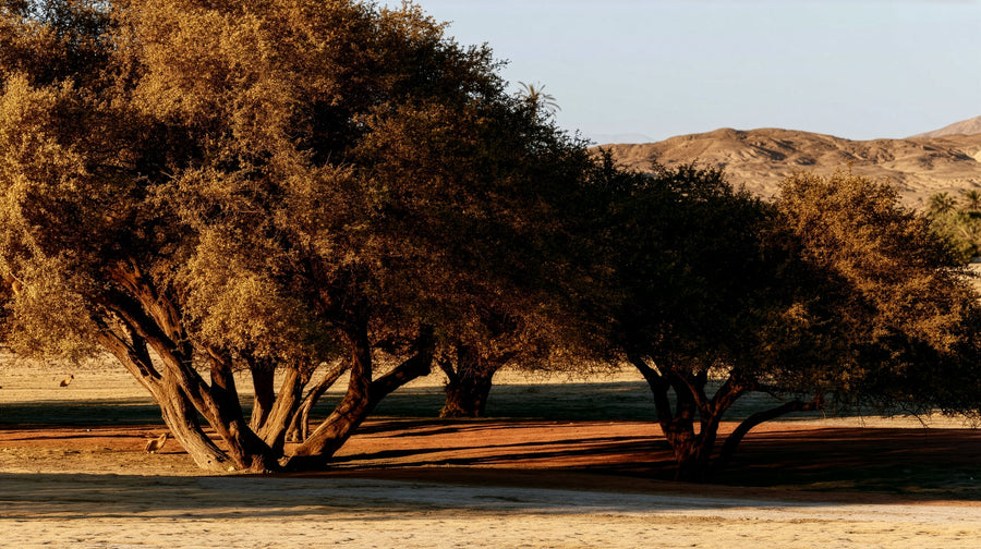Algarrobos at golden hour in the bosque seco