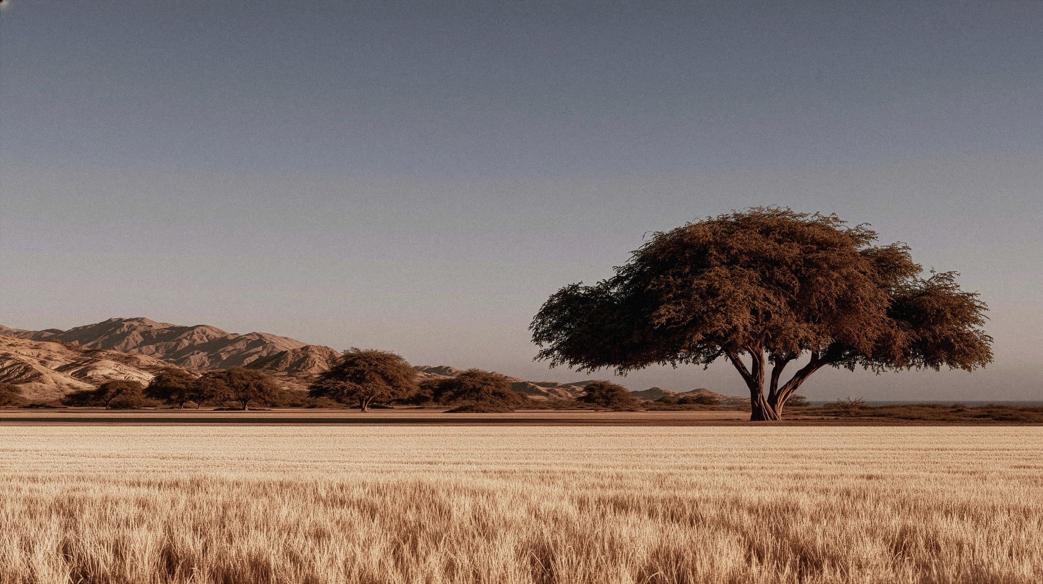 A lone algarrobo over a field of dry grass, arid hills behind